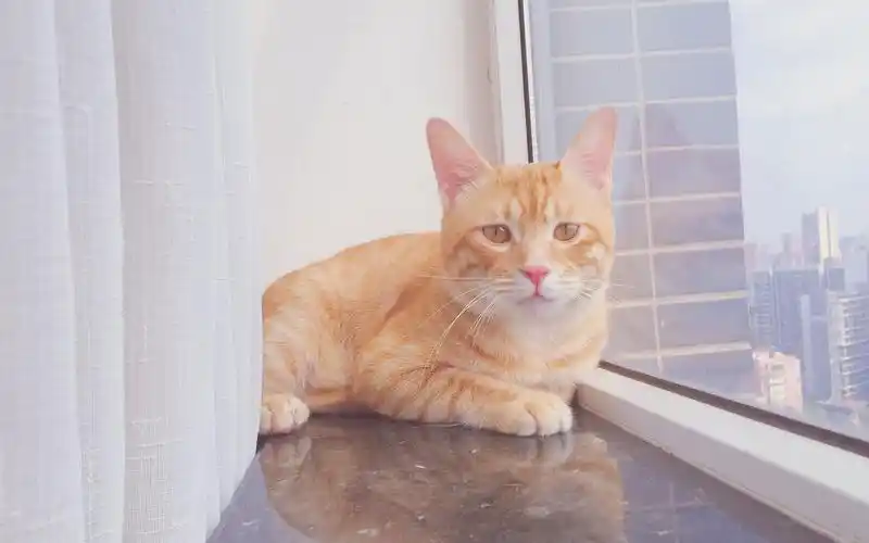 可爱橘猫高清桌面壁纸