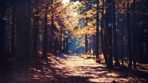 森林,路,人,阳光,秋天 壁纸