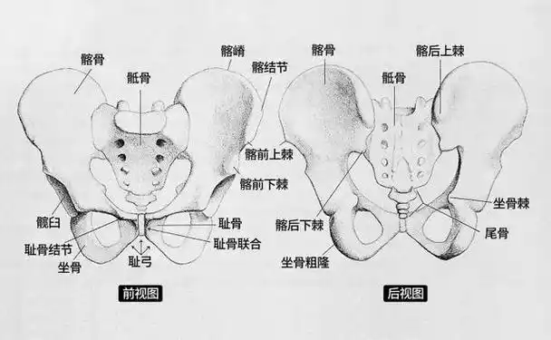 坚持学画:人体结构之骨骼部分——骨盆