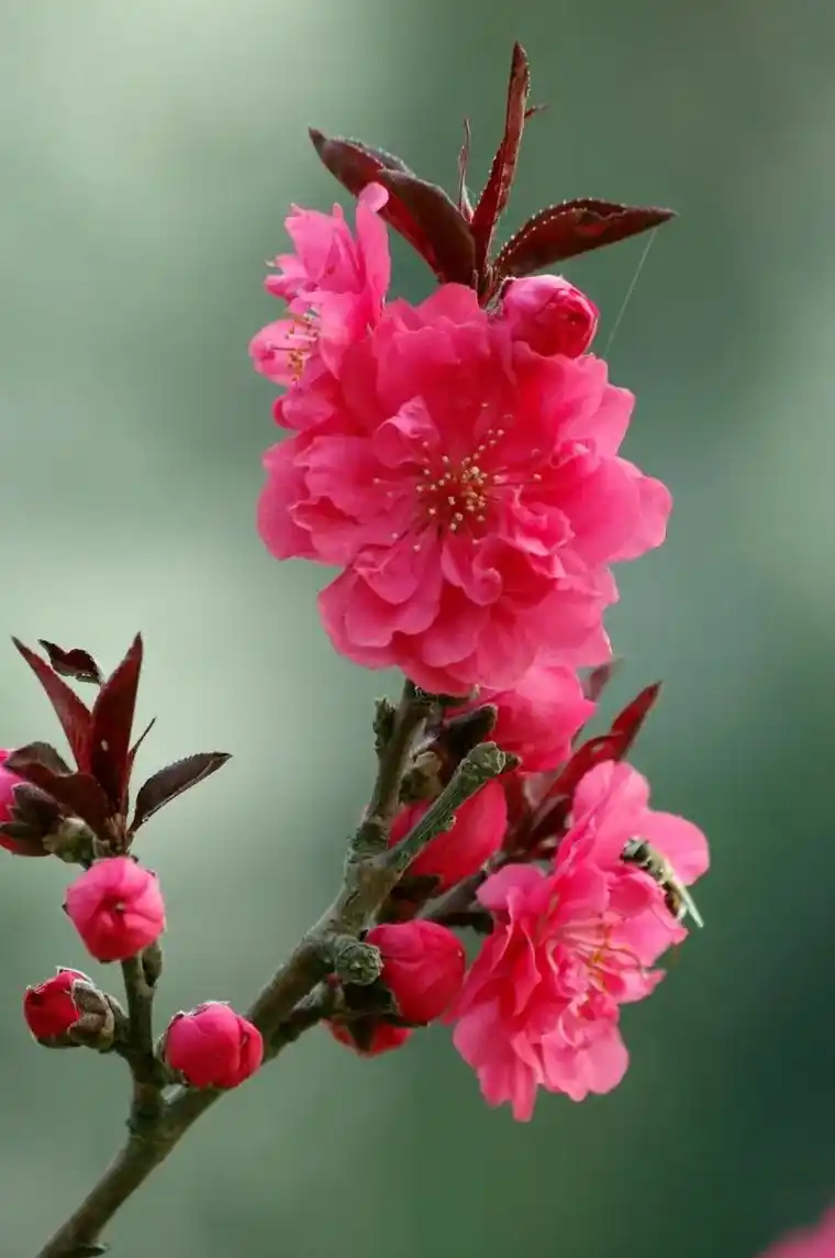 碧桃 碧桃是桃花变种或变型的统称,颜色有白有红,花瓣有单有重 - 抖音