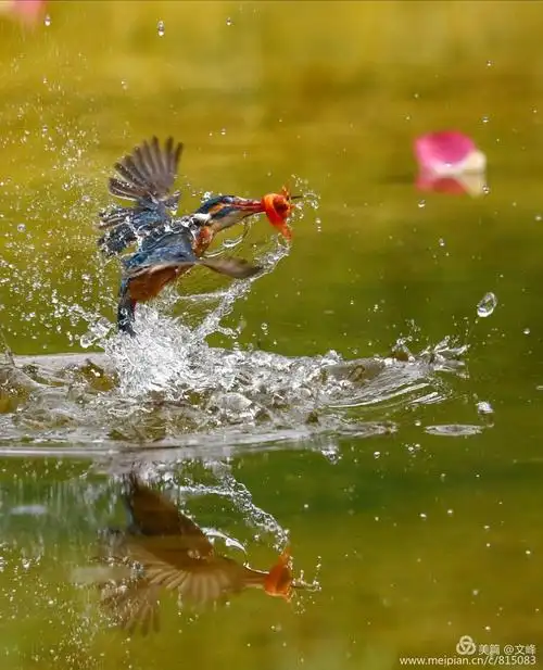 小翠的扑鱼精彩瞬间