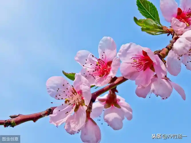 最美桃花诗词15首!尽看三生三世十里桃花