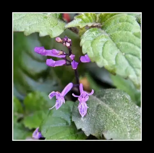 【首发】艾氏香茶菜