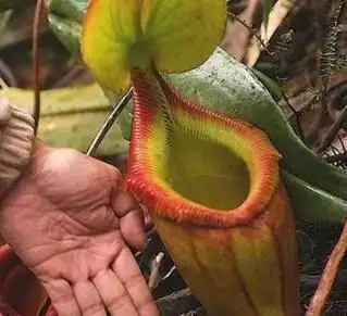 大王花为什么被叫做食人花?它真得会吃人吗?