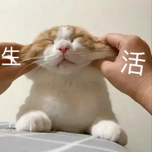 猫咪表情包,超可爱!( )