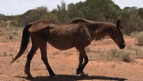 一家人救了一匹瘦马,陌生人赠送金块称赞其善举
