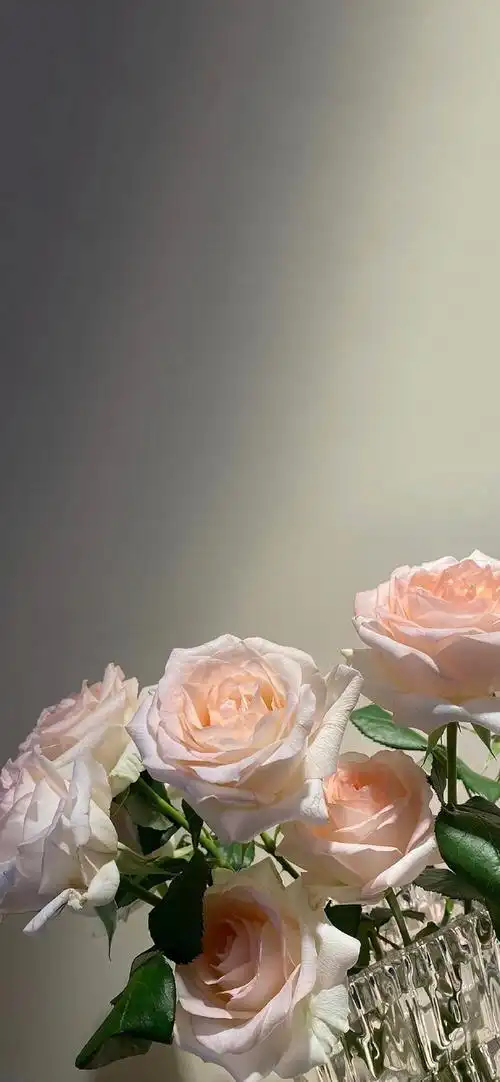 壁纸手机无水印