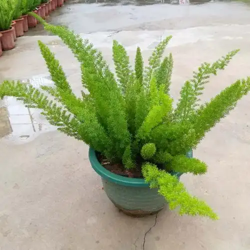 狐尾天门冬盆栽花卉室外阳台庭院狐尾草室外盆景狐尾武竹四季花苗