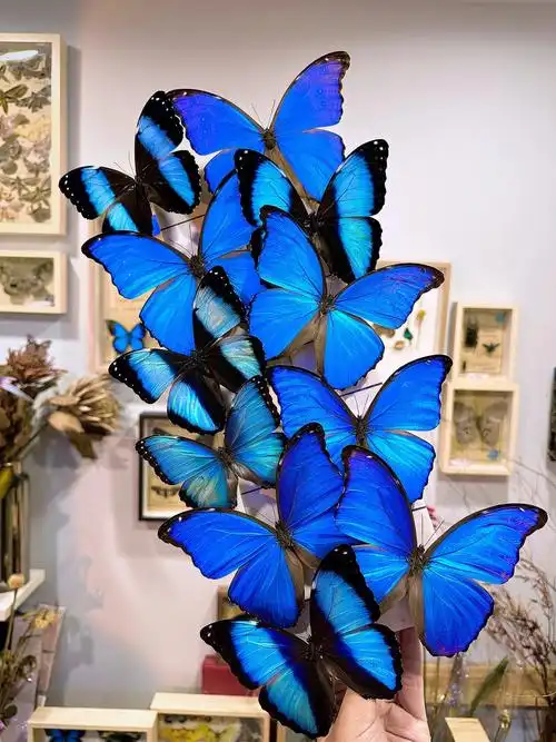 梦幻闪蝶03稍息 立正 向右看齐[新月r]#在标本里遇见自然  #蝴蝶