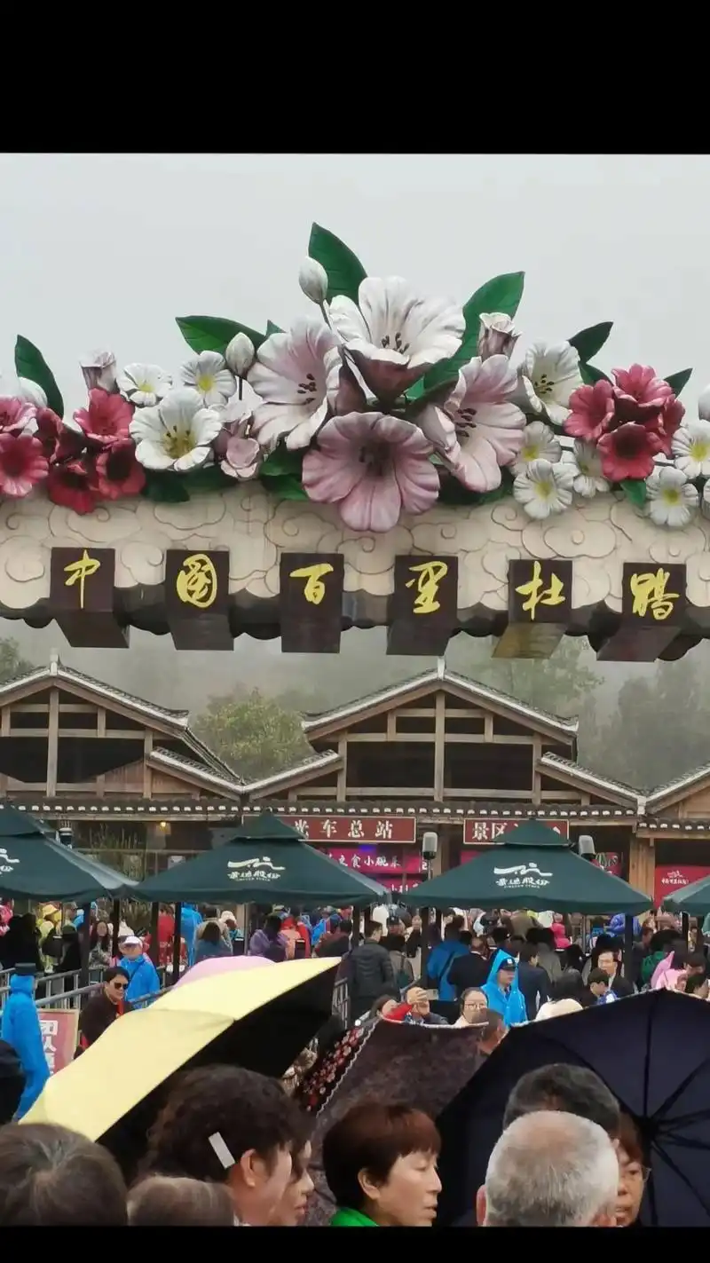 这是野生杜鹃花盛开的季节,贵州毕 - 抖音