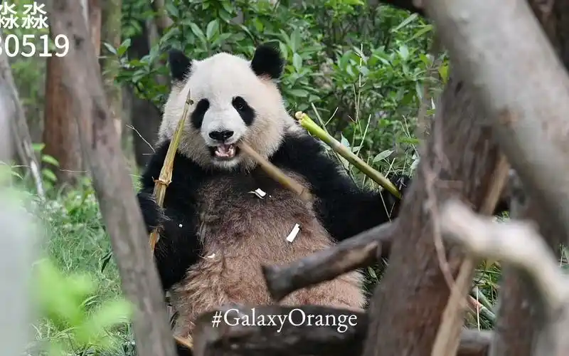 【大熊猫淼淼】230519 这大脸ber谁看了不迷糊啊