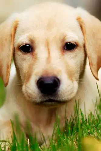 可爱狗狗高清iphone 4s壁纸640x960下载|动物-芒果唯美图片(www.