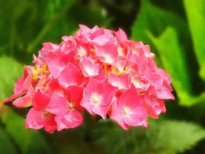 红色绣球花摄影图