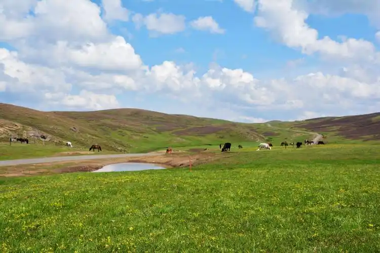 新疆的草原绿了