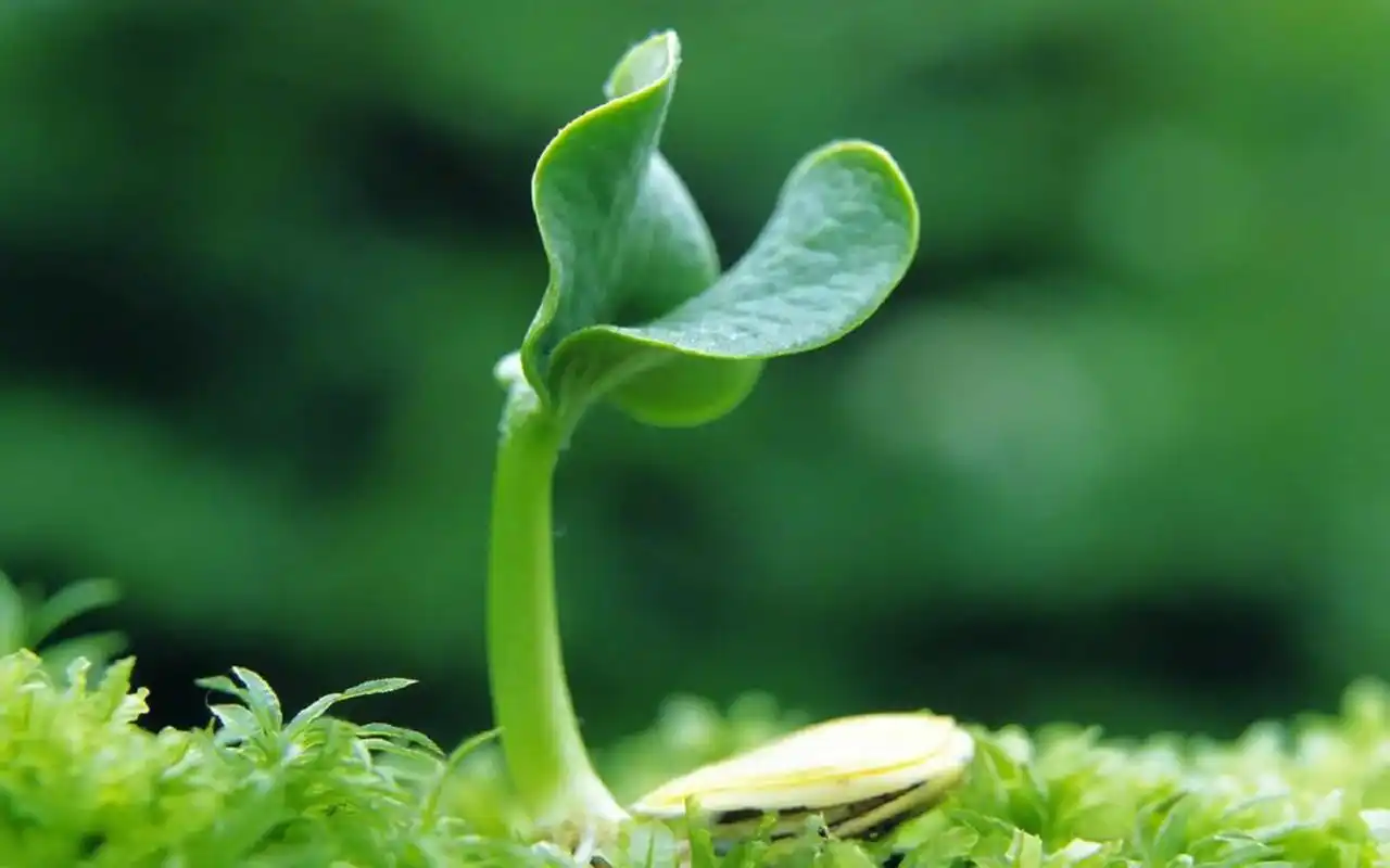 绿色护眼植物高清图片电脑壁纸