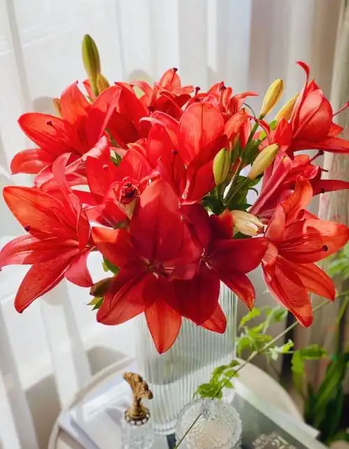 心悦 的想法: 入秋的第一束花 小众亚百合红宝石78 爱与… - 知乎