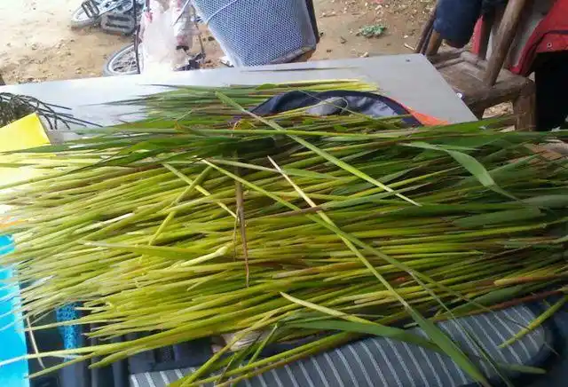 农村,随处可见这样的野草,它的名字叫毛针草,有的地方叫黄菅根,茅刺草