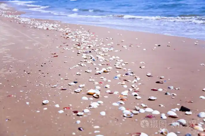 在海滩上的贝壳