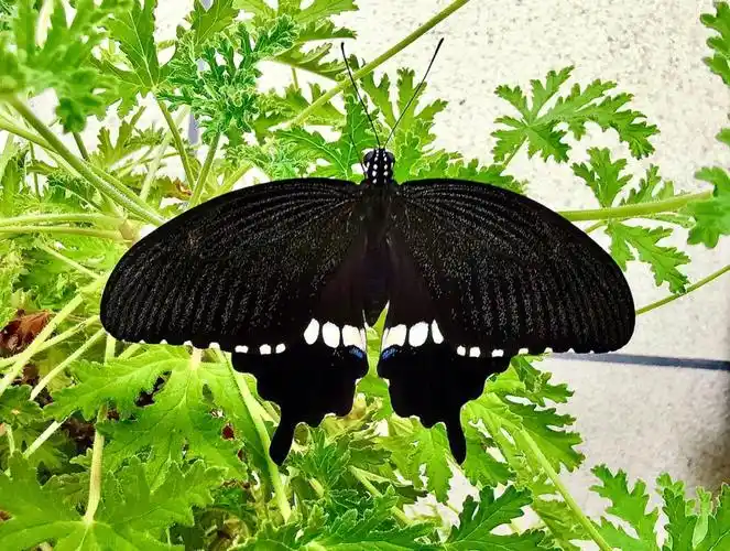 破茧成蝶玉带凤蝶男宝