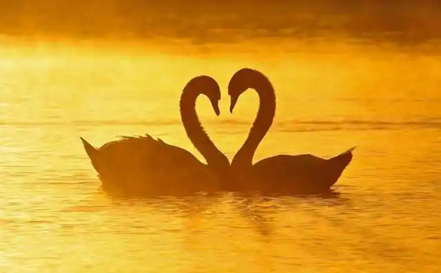 俩天鹅一见钟情摆爱心,一只单身鹅突然乱入惨被虐