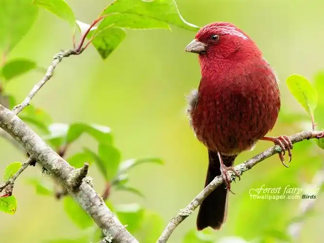 描述: 可爱红色小鸟-酒红朱雀壁纸 当前壁纸尺寸: 1024 x 768