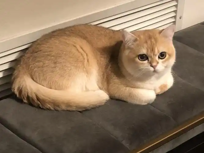 我家的英短金渐层——想俺家的豆皮了