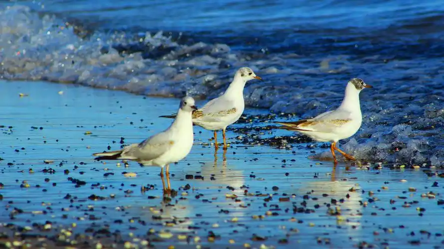 沙滩上的海鸥图片1600x1200分辨率查看