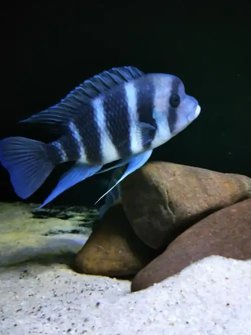 布隆迪六间 - 三湖慈鲷玩家 - 龙巅三湖慈鲷