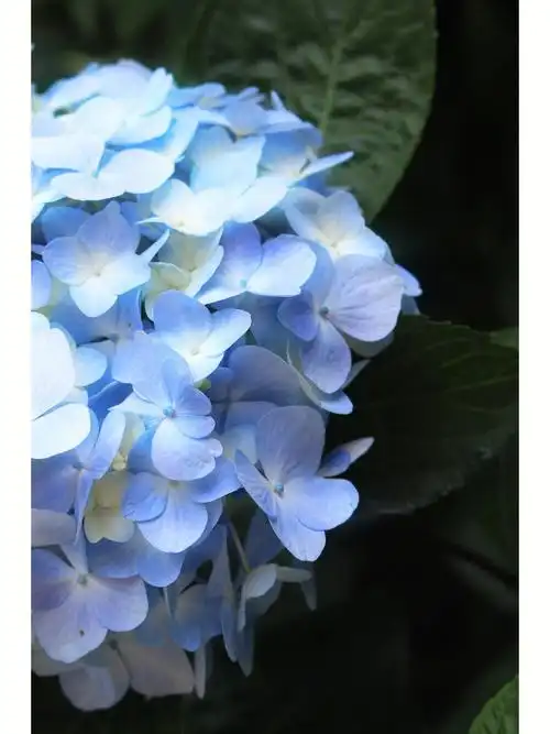 半夜睡不着翻出了白天拍的蓝色绣球