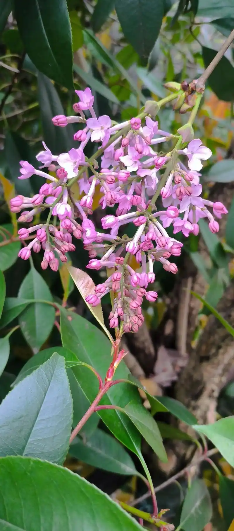 丁香悠然,香气淡雅.万物复苏的季节.春天 - 抖音
