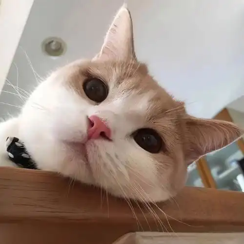 可爱的猫咪头像