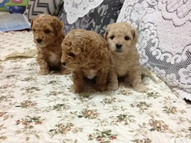 刚满月的的小泰迪找家