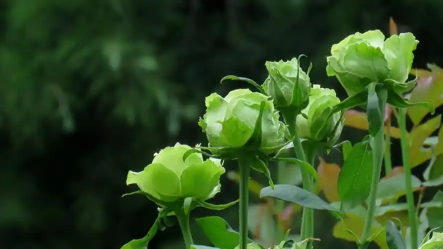 月季中的珍品=绿月季