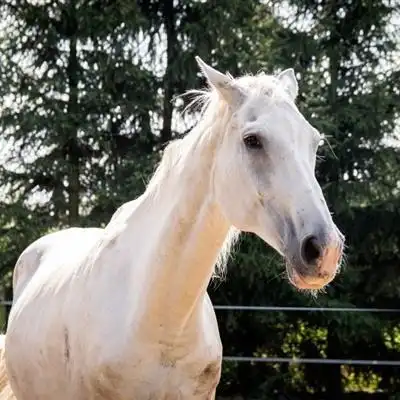 骏马经典头像 俊美的白马微信头像图片