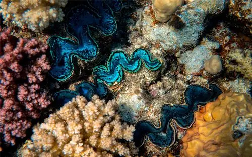 绝美海底世界风景高清桌面壁纸