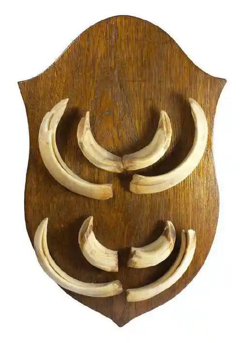 农村常见的野猪獠牙有什么用途