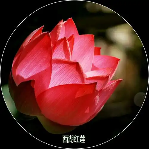 红色荷花:《西湖红莲》31张.《中山红台》13张.