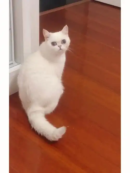 我家银点是不是混了加菲啊