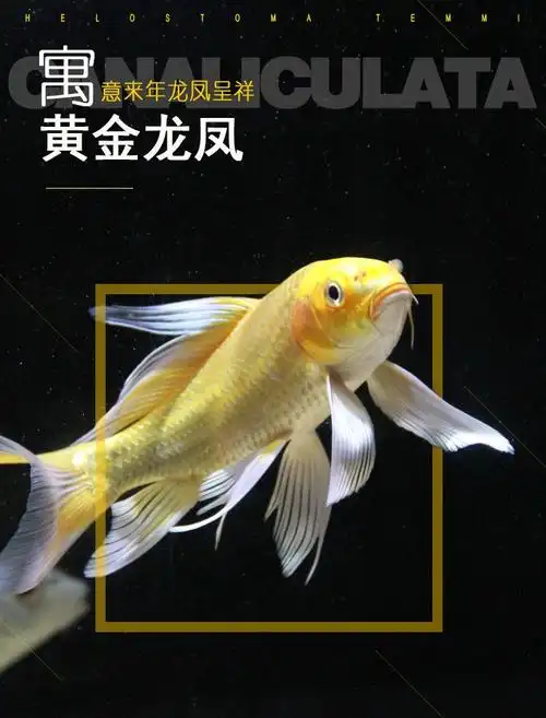 纯种龙凤锦鲤黄金龙凤锦鲤鱼活体白金龙凤冷水鱼风水鱼1012公分黑金