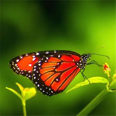 好看的蝴蝶微信头像,红色的蝴蝶图片