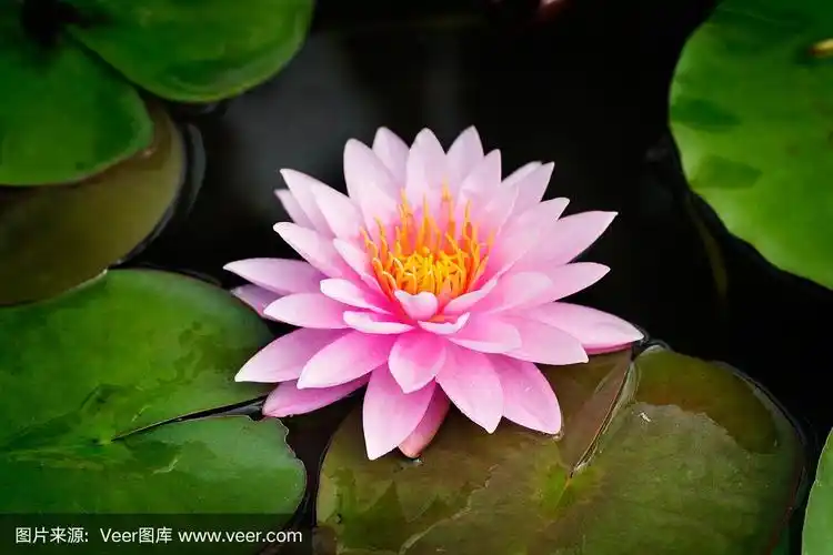 森林池塘中的自然粉红莲花.荷花是佛教的好寓意.