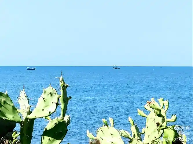 海浪仙人掌,远处 还有一个老船长