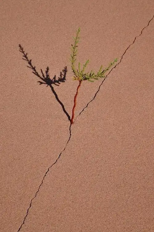 美图欣赏——努力生存下去