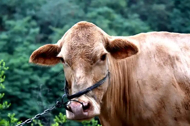 黄牛  平陆张村2016