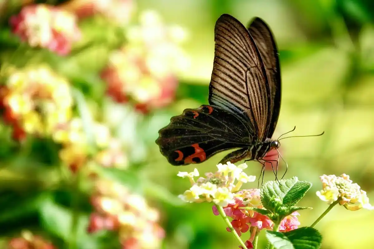 黑凤蝶～自然生态之美 - 抖音