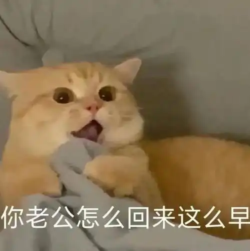 你老公怎么回来这么早猫咪表情包老公猫咪表情