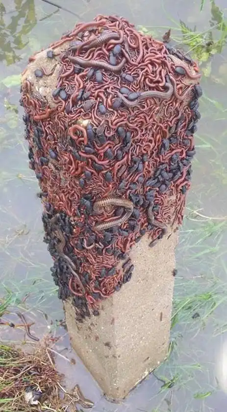 诡异的虫子!奇怪的自然现象!最让你崩溃的是哪张照片?