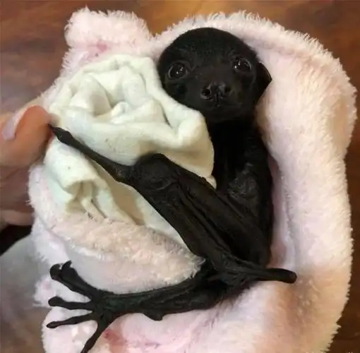 蝙蝠救援组织发布了可爱的蝙蝠照片,以展示它们实际上是多么无害_地球