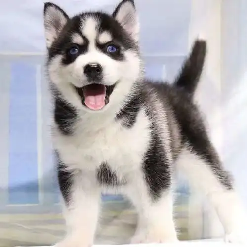 出售纯种哈士奇幼犬活体雪橇犬三把火哈士奇活体二哈宠物狗狗中型