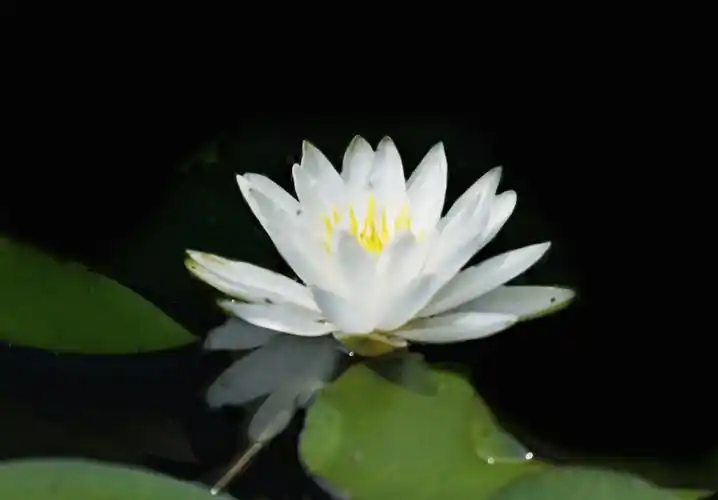 荷韵;流水莲花颂.庆建国71周年!摄于:沈阳长白岛森林公园.